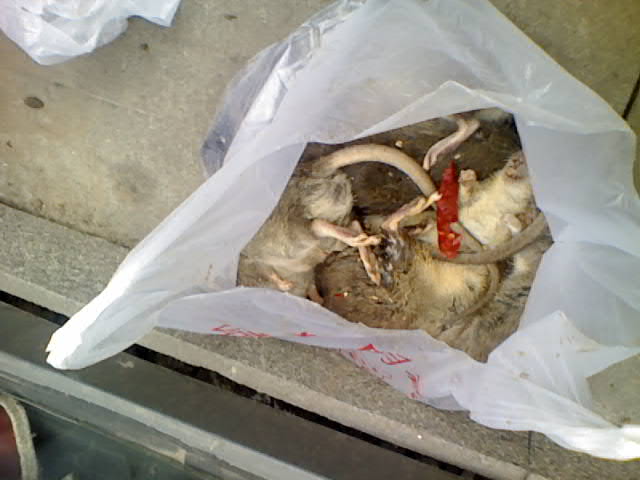 重慶石坪橋美食一條街特大鼠害！