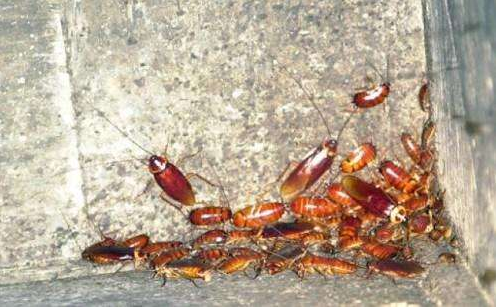 重慶貓大哥—蟑螂常識(shí)